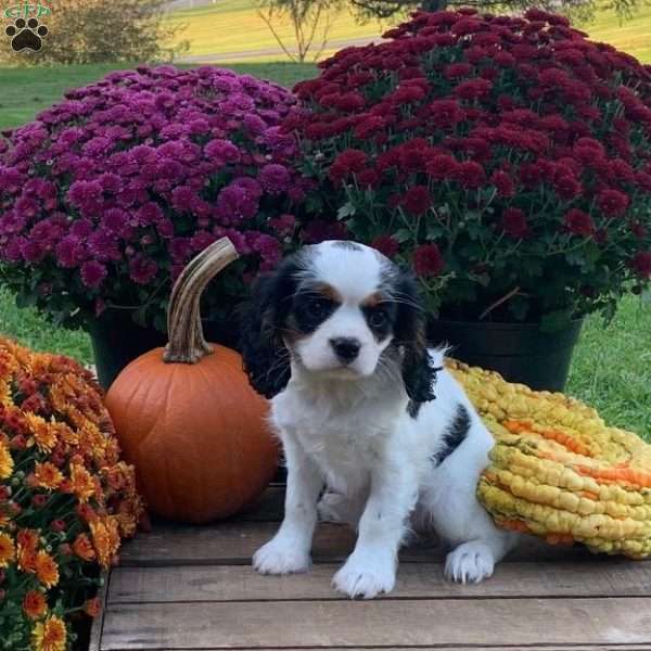 Lucky, Cavalier King Charles Spaniel Puppy